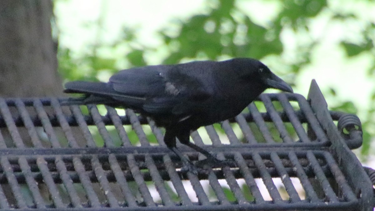 American Crow - ML620082178