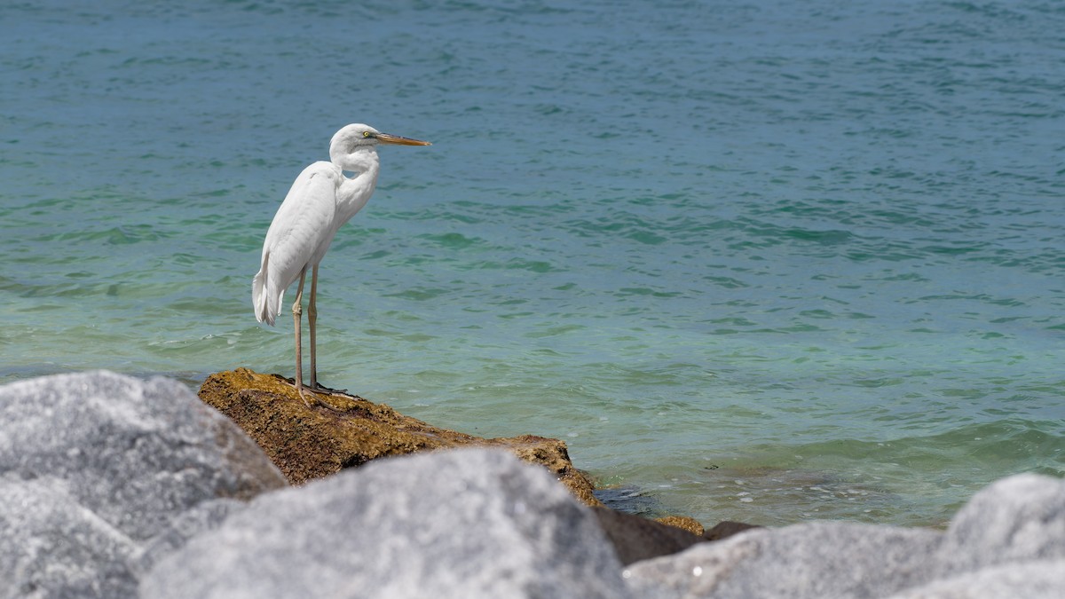 Great Blue Heron (Great White) - ML620082184