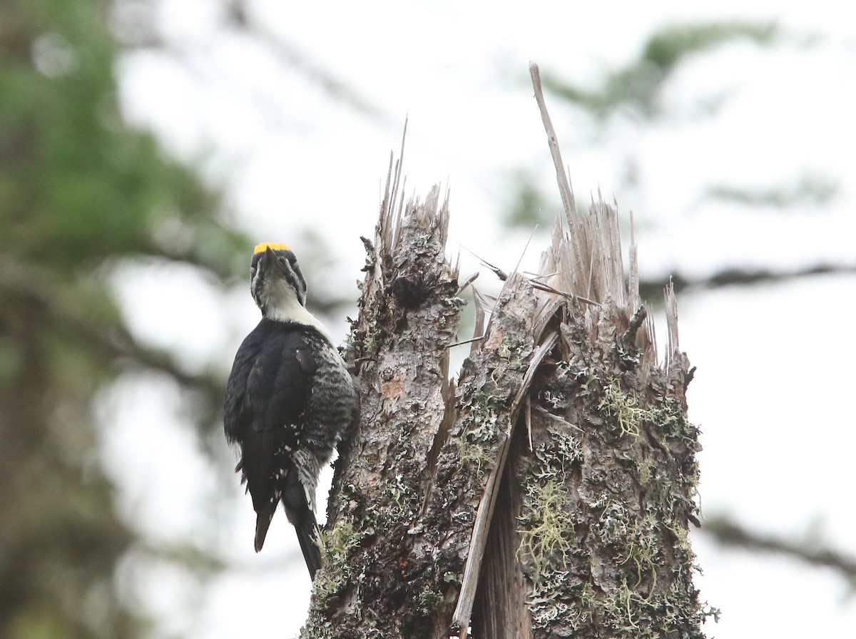 Black-backed Woodpecker - ML620082186