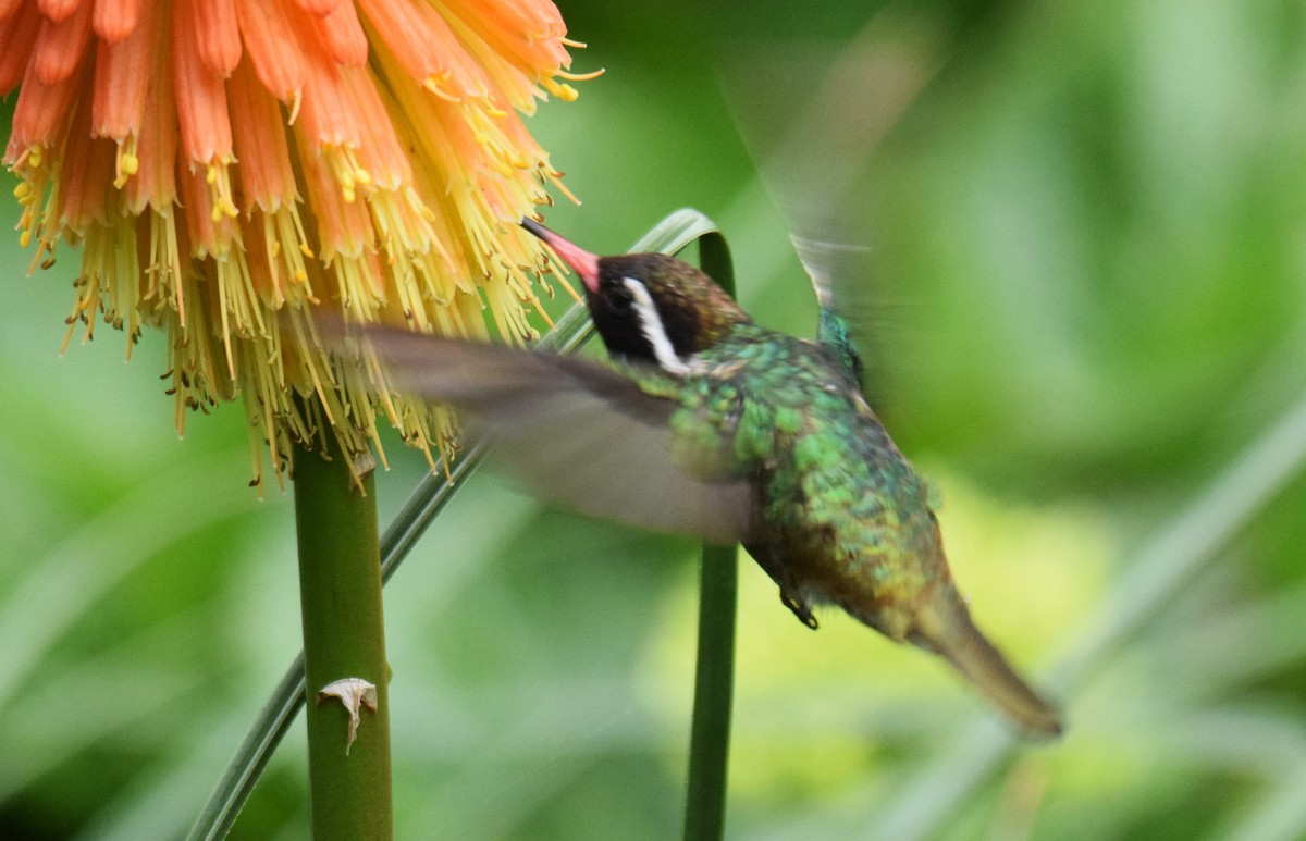 Colibrí Orejiblanco - ML620082193