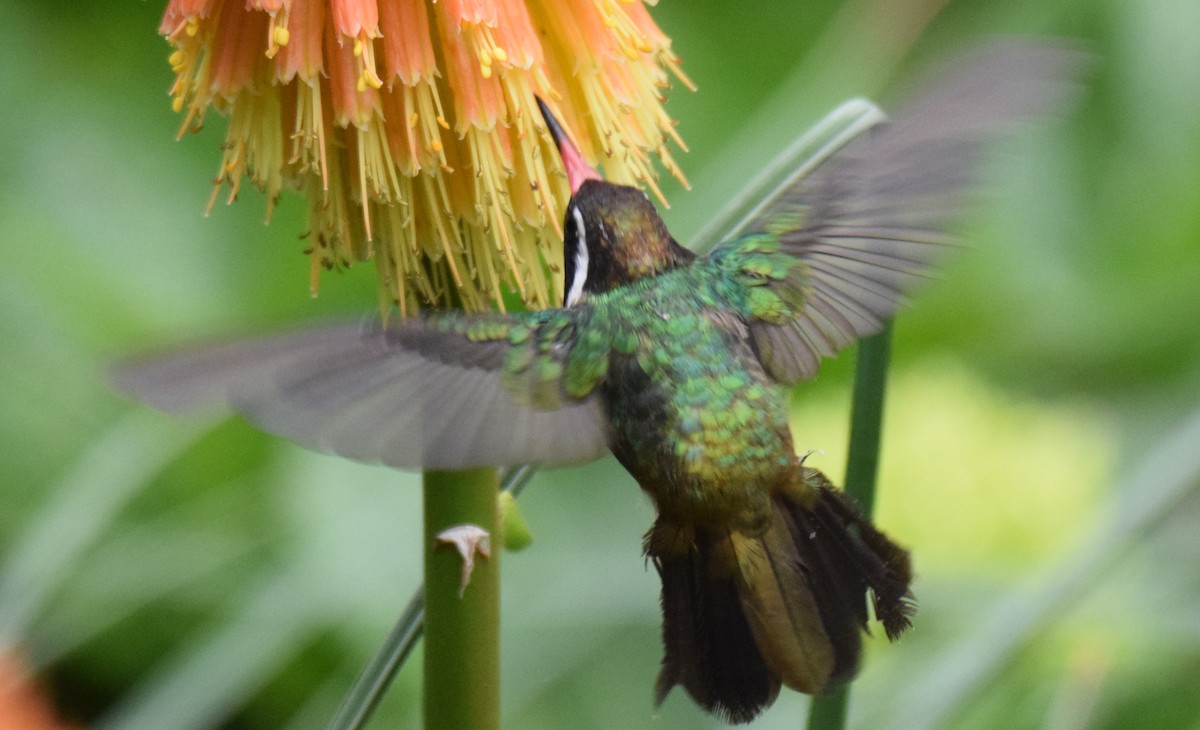 Colibrí Orejiblanco - ML620082195