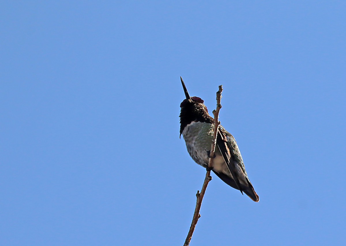Anna's Hummingbird - ML620082197