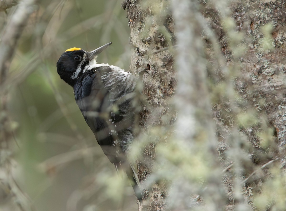 Black-backed Woodpecker - ML620082198