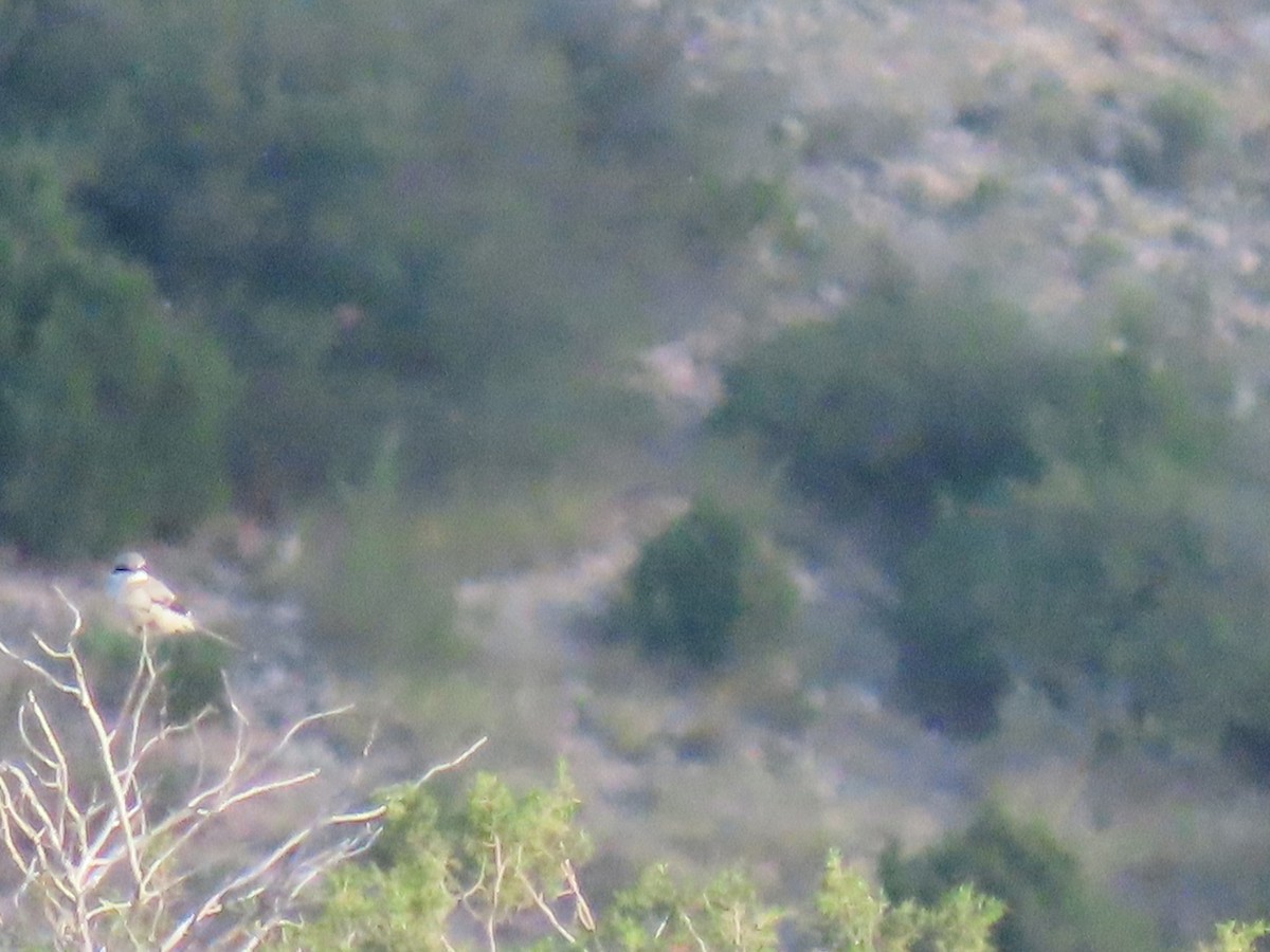 Iberian Gray Shrike - ML620082205