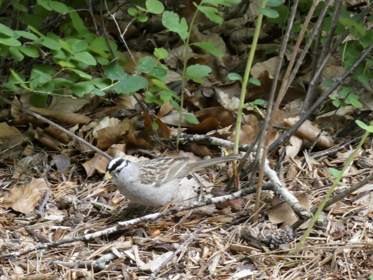 White-crowned Sparrow - ML620082207
