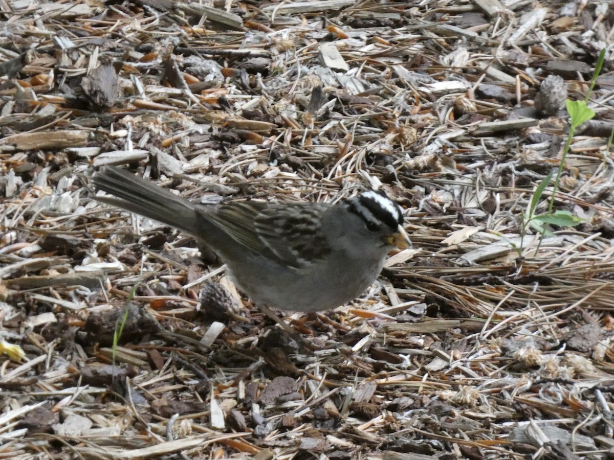 White-crowned Sparrow - ML620082208