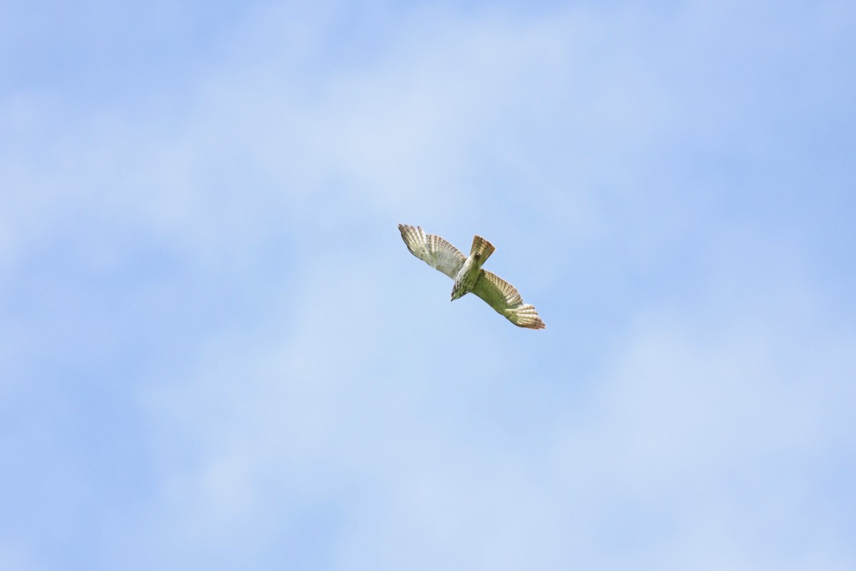 Broad-winged Hawk - ML620082215