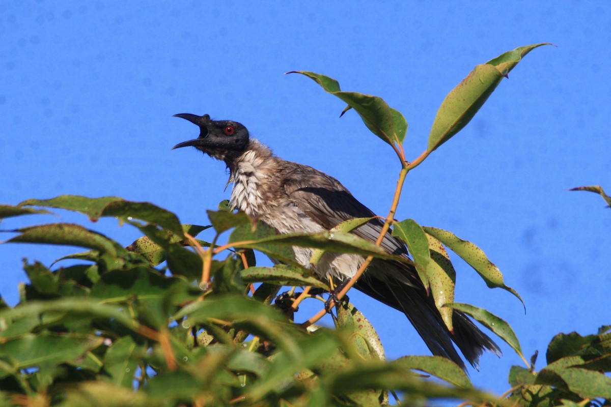 Noisy Friarbird - ML620082231
