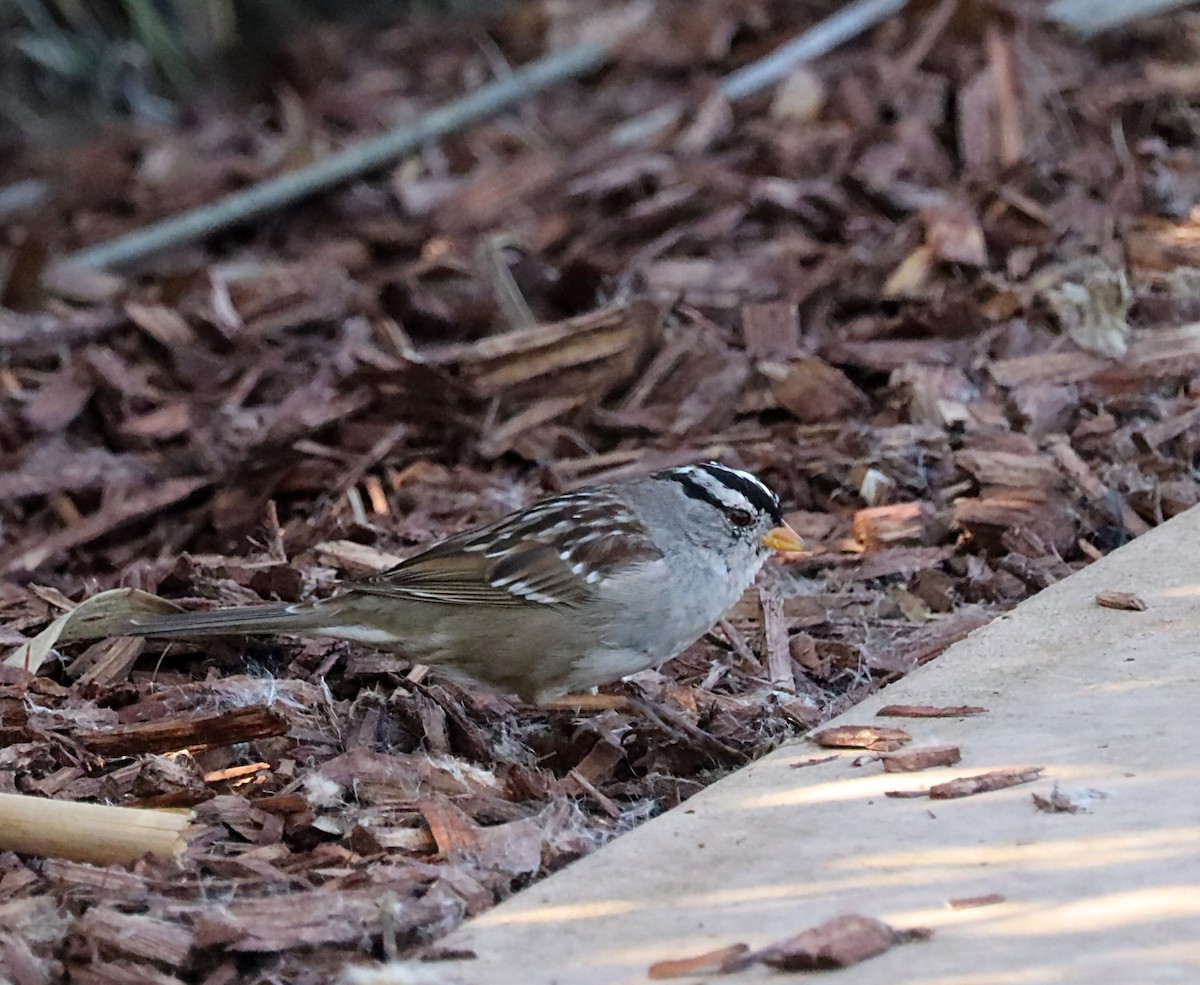 White-crowned Sparrow - ML620082254