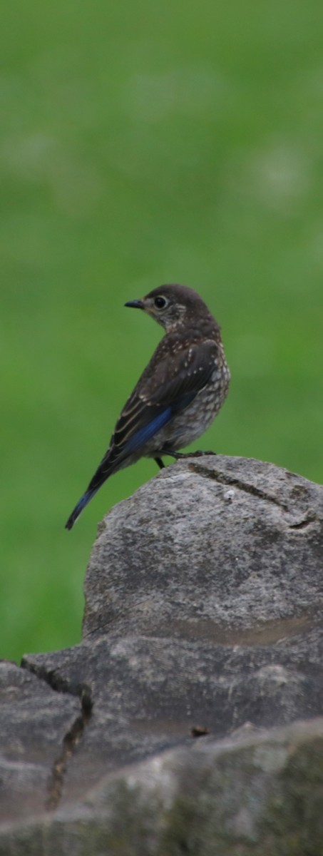 Eastern Bluebird - ML620082266