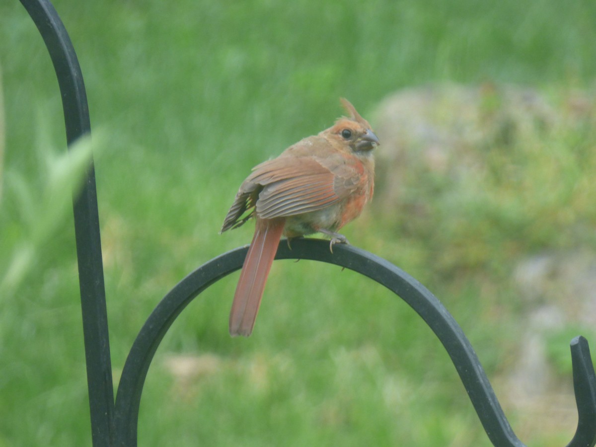 Northern Cardinal - ML620082289