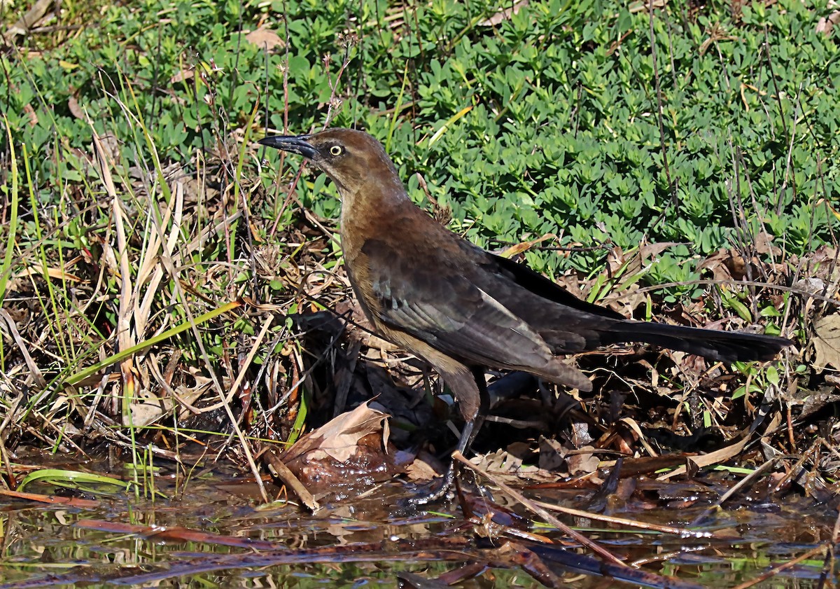 Great-tailed Grackle - ML620082291
