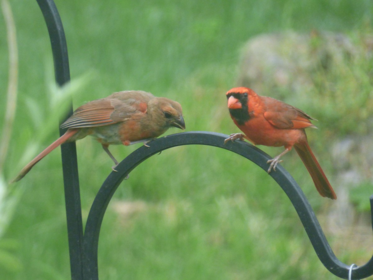 Northern Cardinal - ML620082292