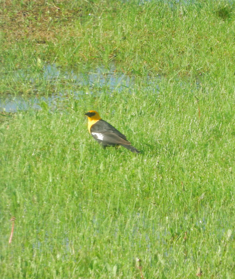Yellow-headed Blackbird - ML620082295