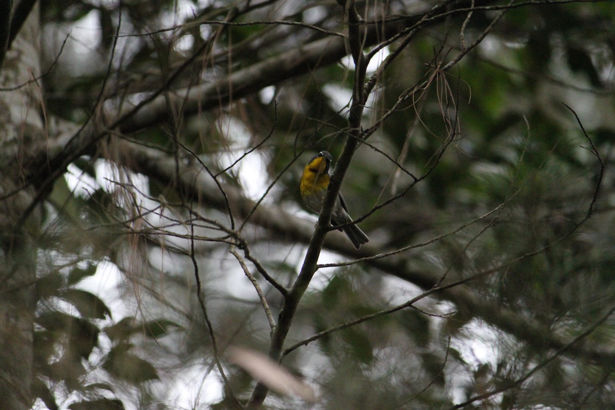 Crescent-chested Warbler - ML620082299