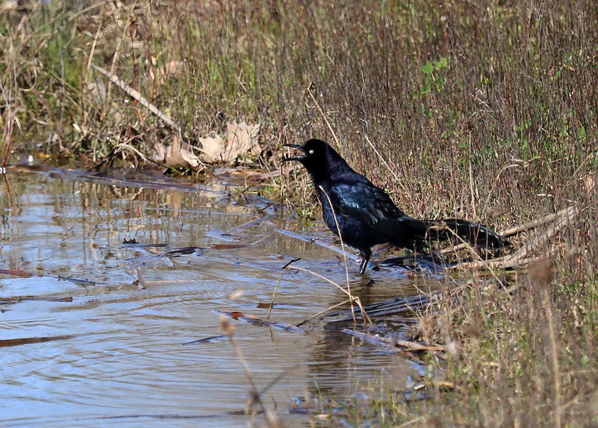 Great-tailed Grackle - ML620082308