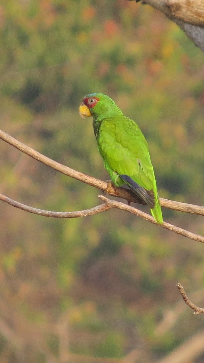 White-fronted Parrot - ML620082311