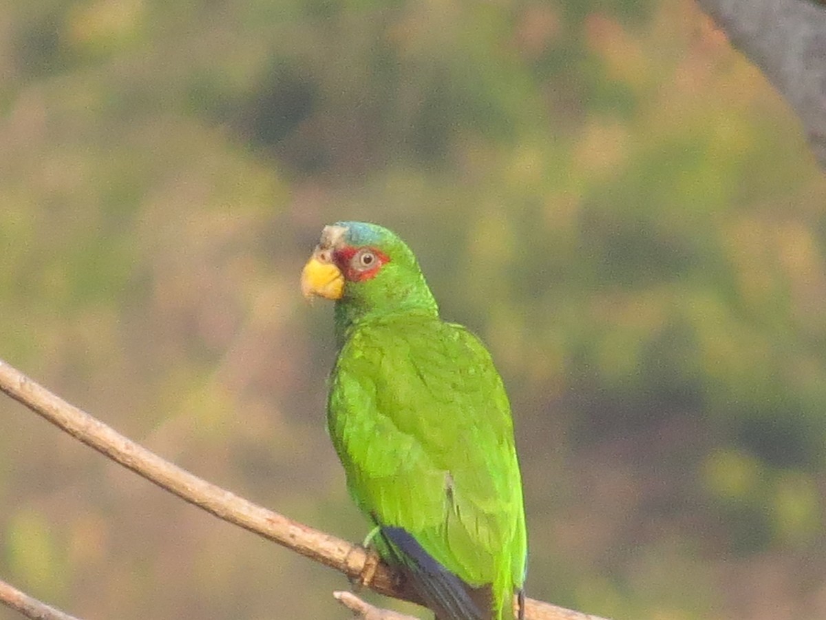 White-fronted Parrot - ML620082312