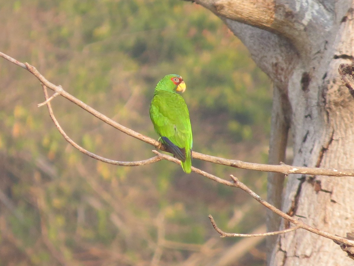 White-fronted Parrot - ML620082313