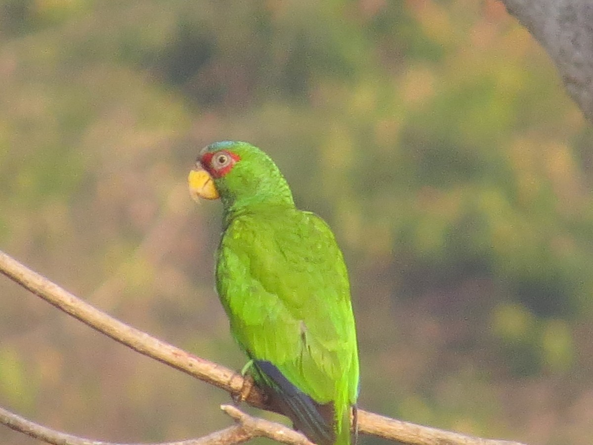White-fronted Parrot - ML620082314