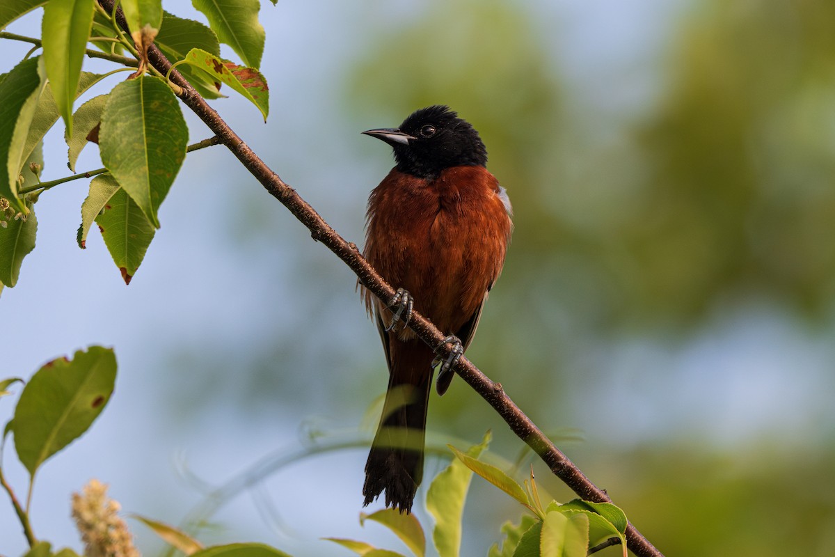 Orchard Oriole - ML620082320