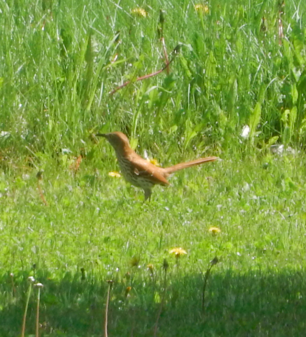 Brown Thrasher - ML620082340