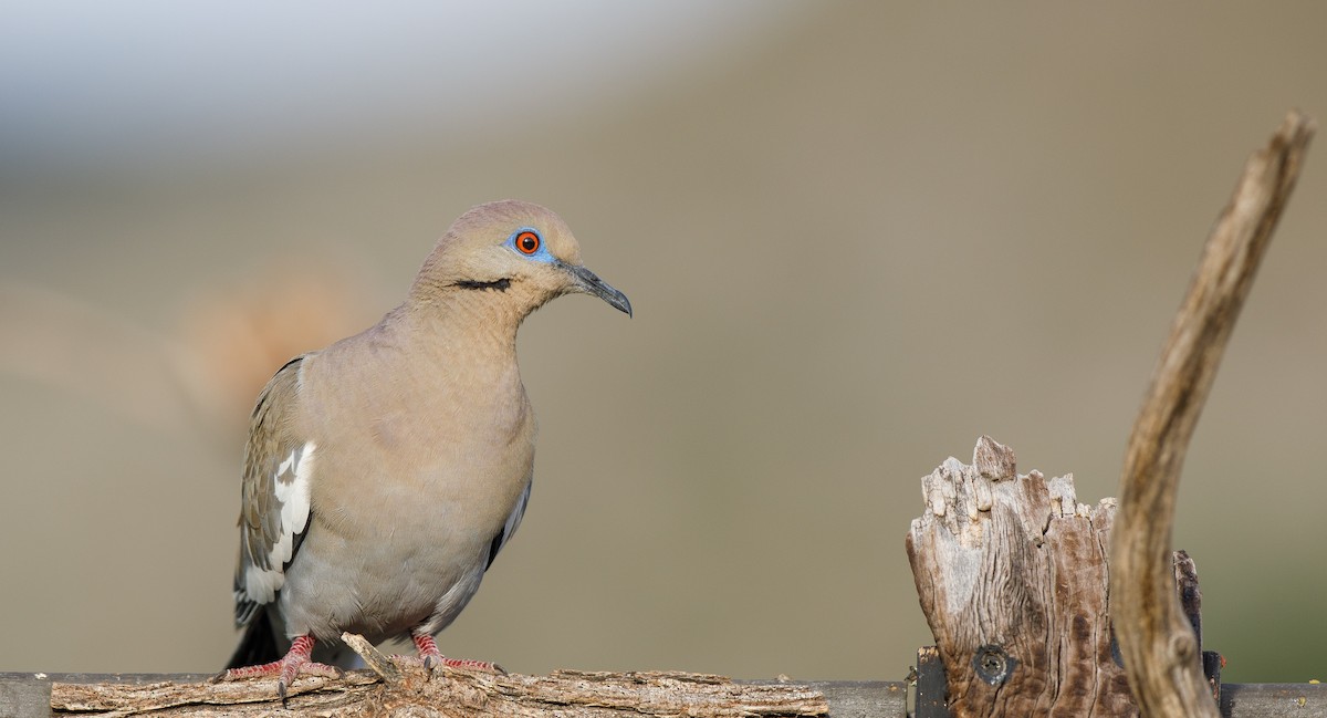 White-winged Dove - ML620082356