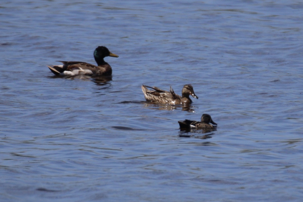 Blue-winged Teal - ML620082389