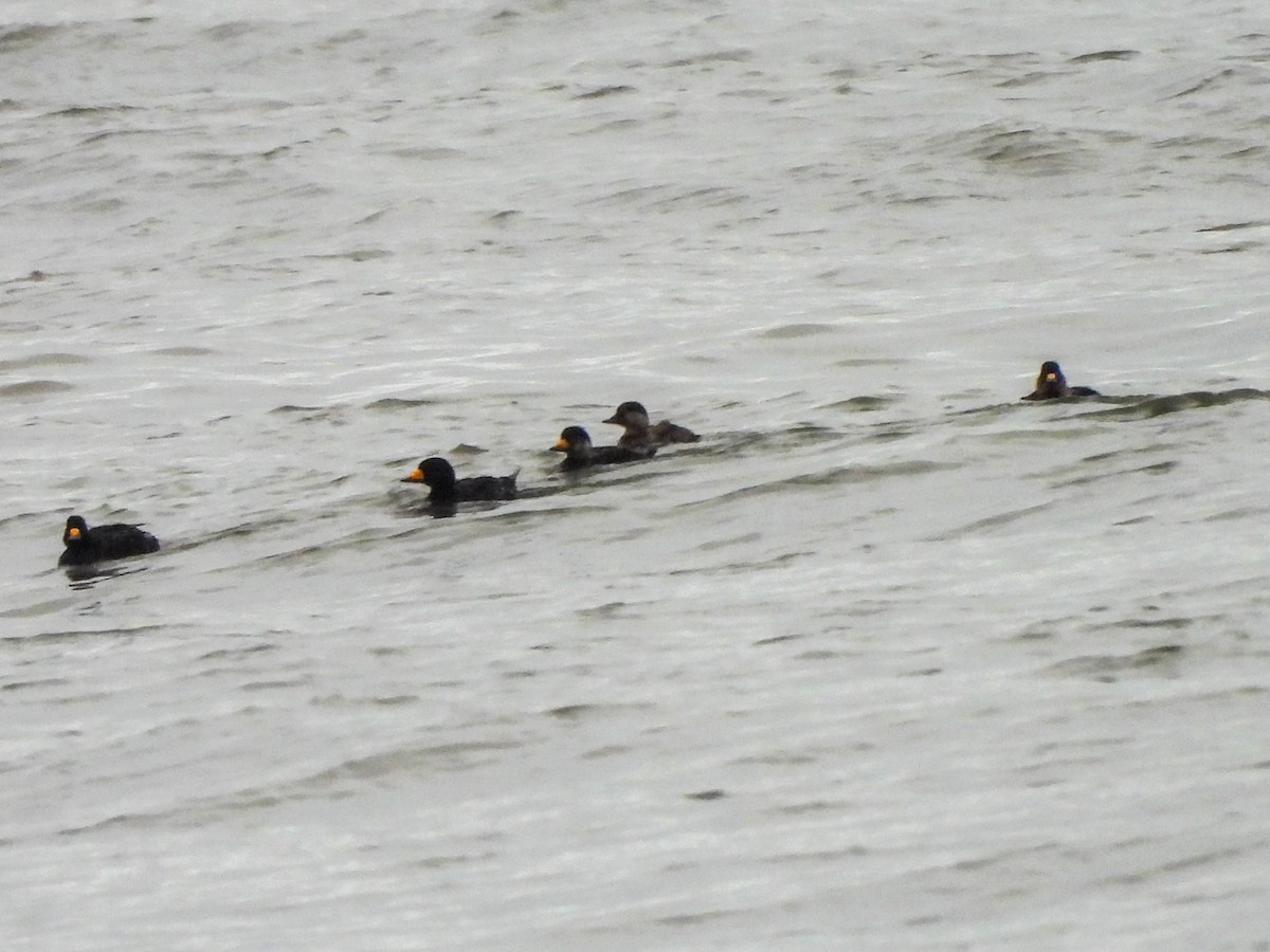 Black Scoter - ML620082399