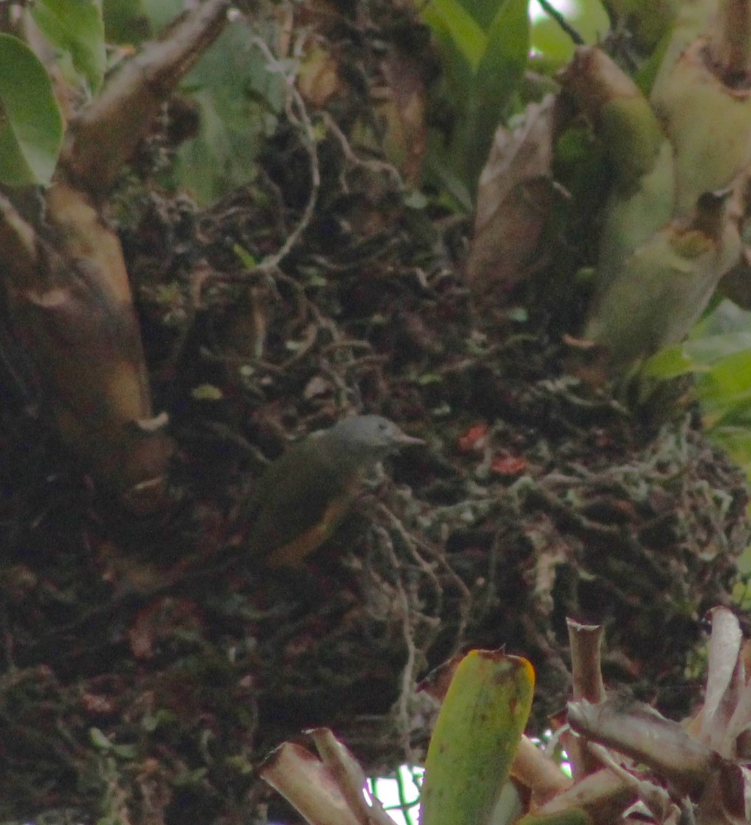 Gray-hooded Flycatcher - ML620082410