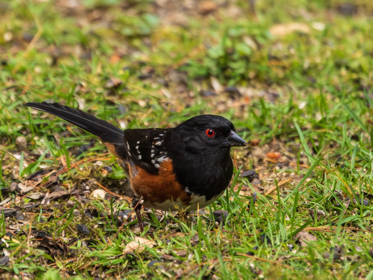 Spotted Towhee - ML620082420