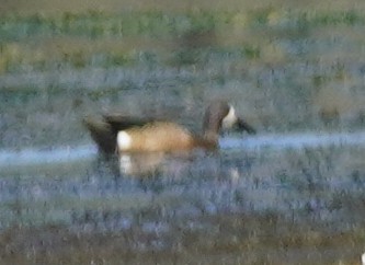 Blue-winged Teal - ML620082421