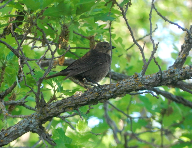 Brown-headed Cowbird - ML620082430