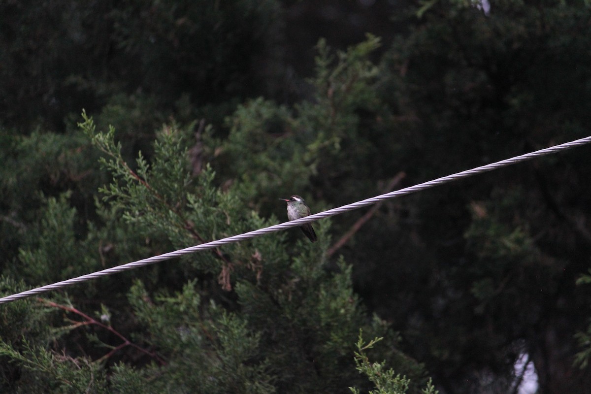 White-eared Hummingbird - ML620082446