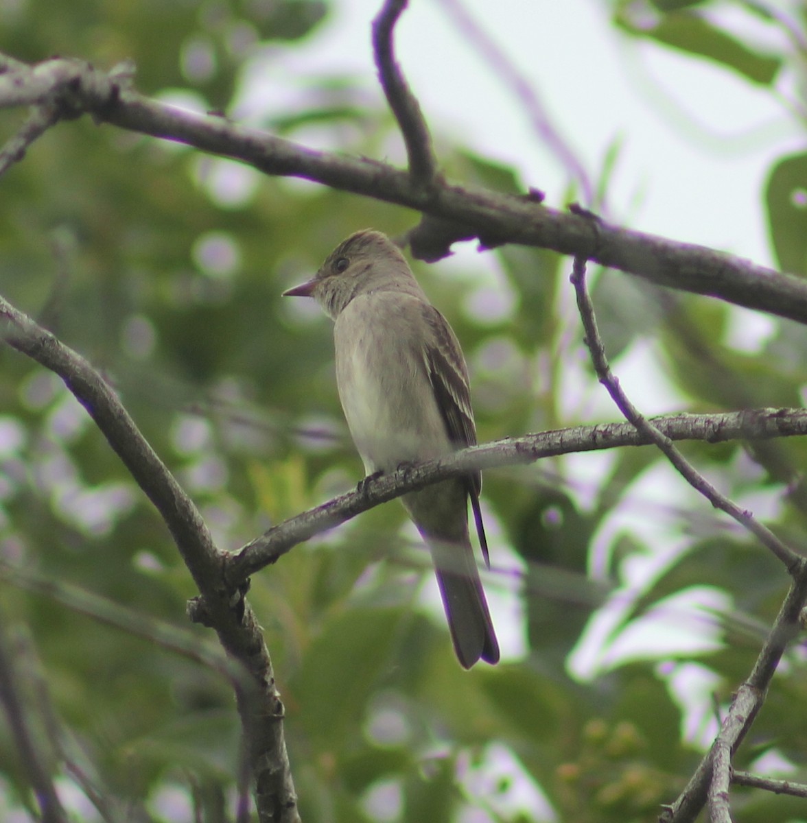 Blasskehl-Schnäppertyrann - ML620082463