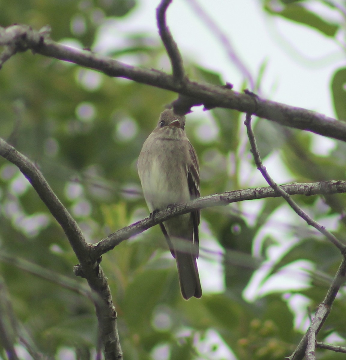 Blasskehl-Schnäppertyrann - ML620082465