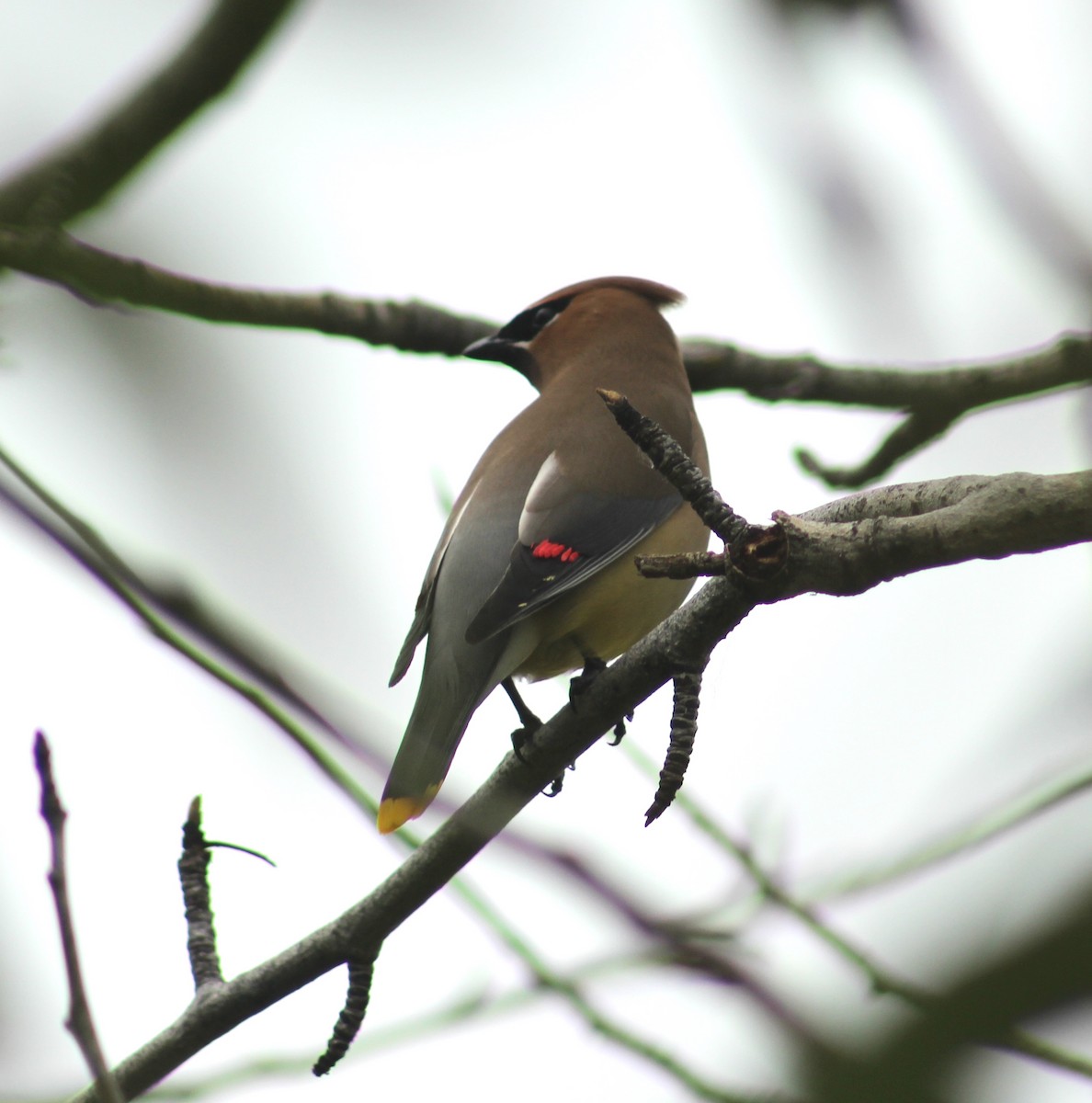 Cedar Waxwing - Stefan Sremac