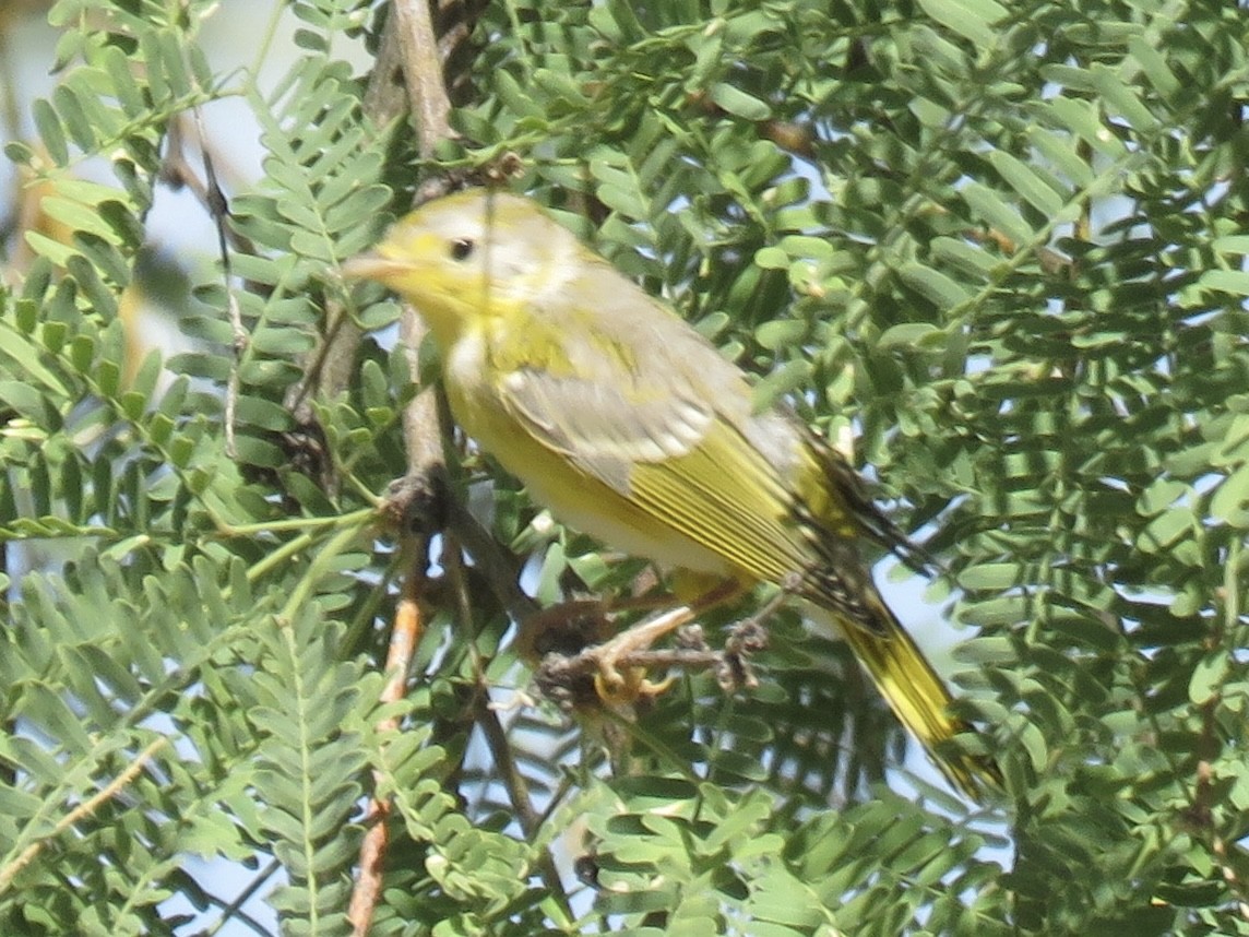 Yellow Warbler - ML620082499