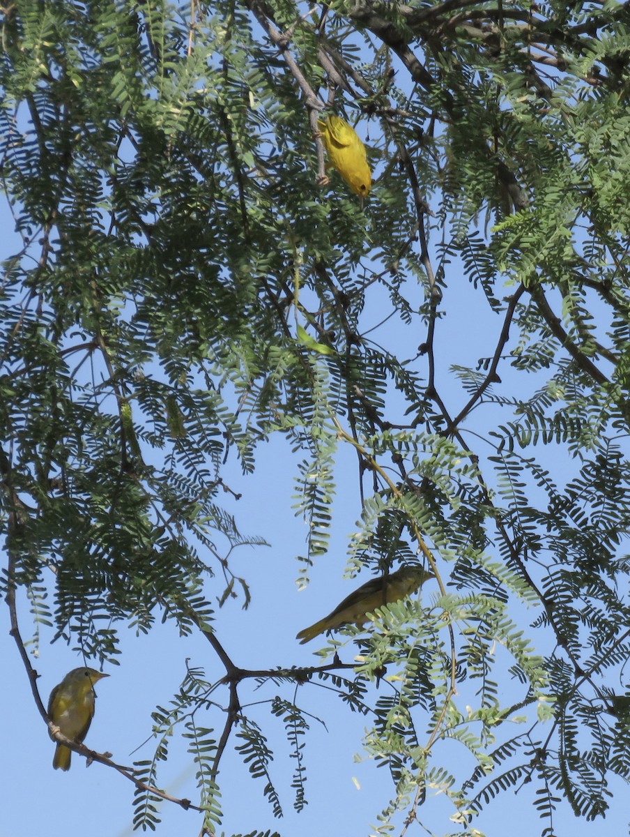 Yellow Warbler - ML620082500