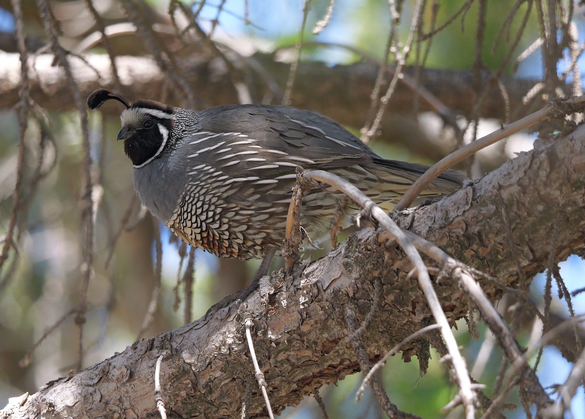 California Quail - ML620082504