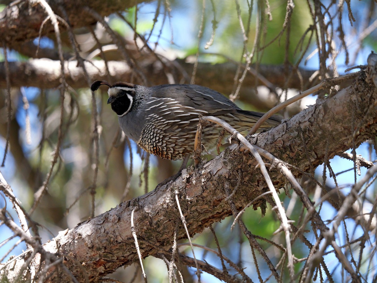 California Quail - ML620082505