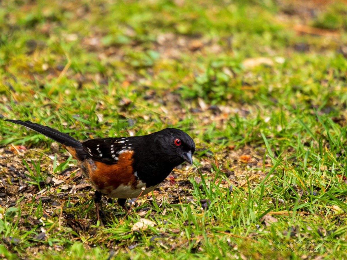 Spotted Towhee - ML620082506