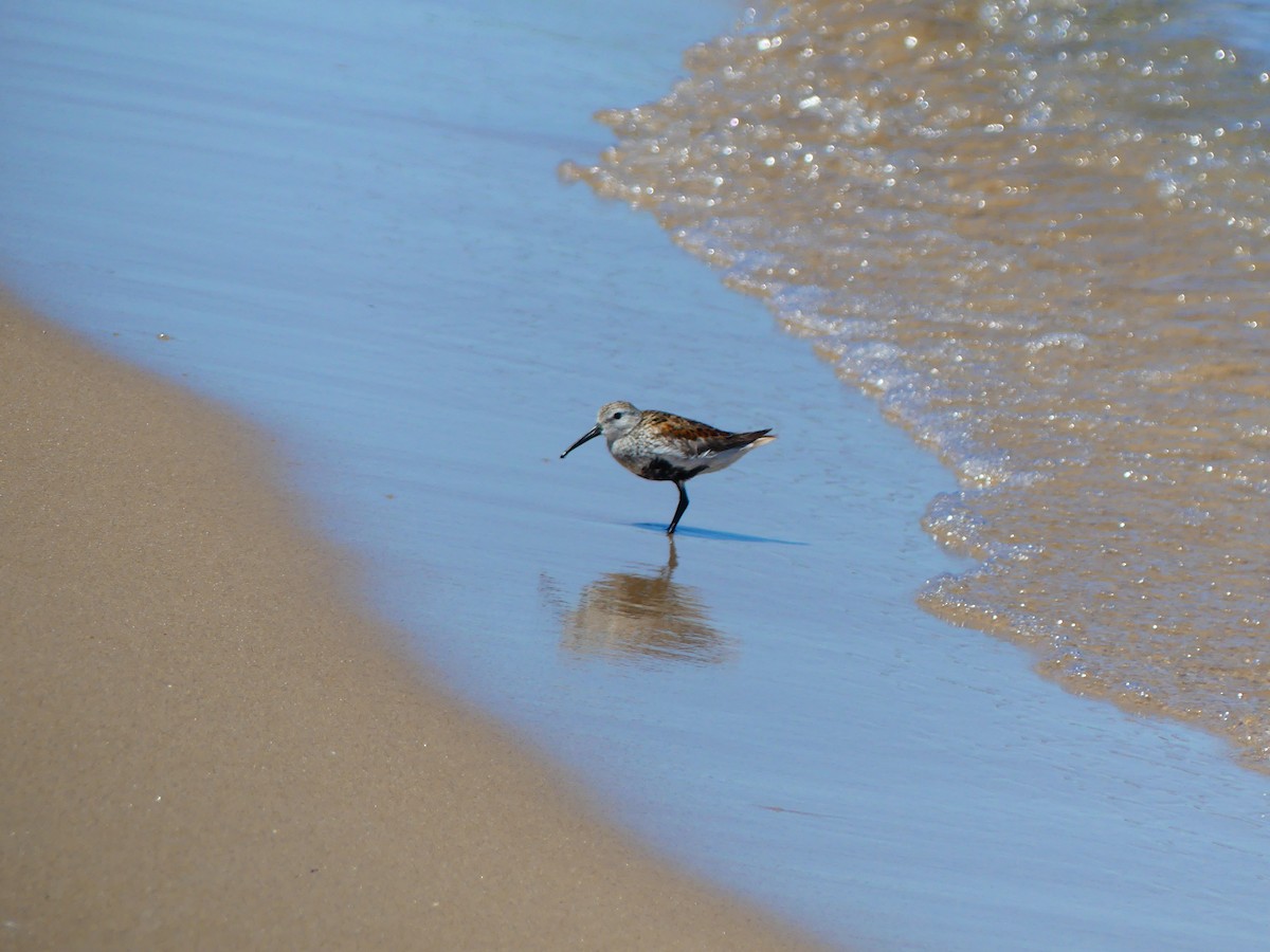 Dunlin - ML620082514