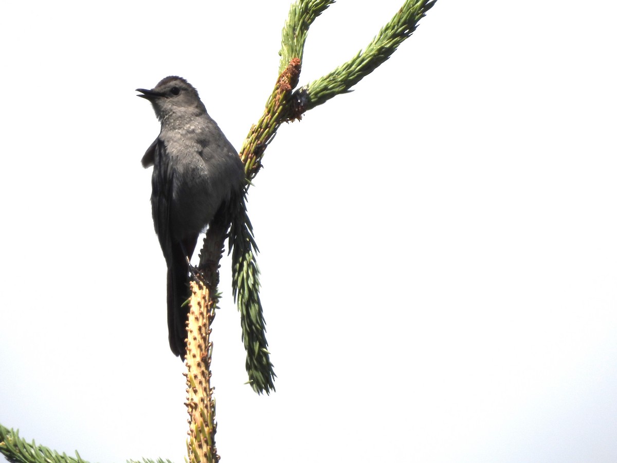 Gray Catbird - ML620082515