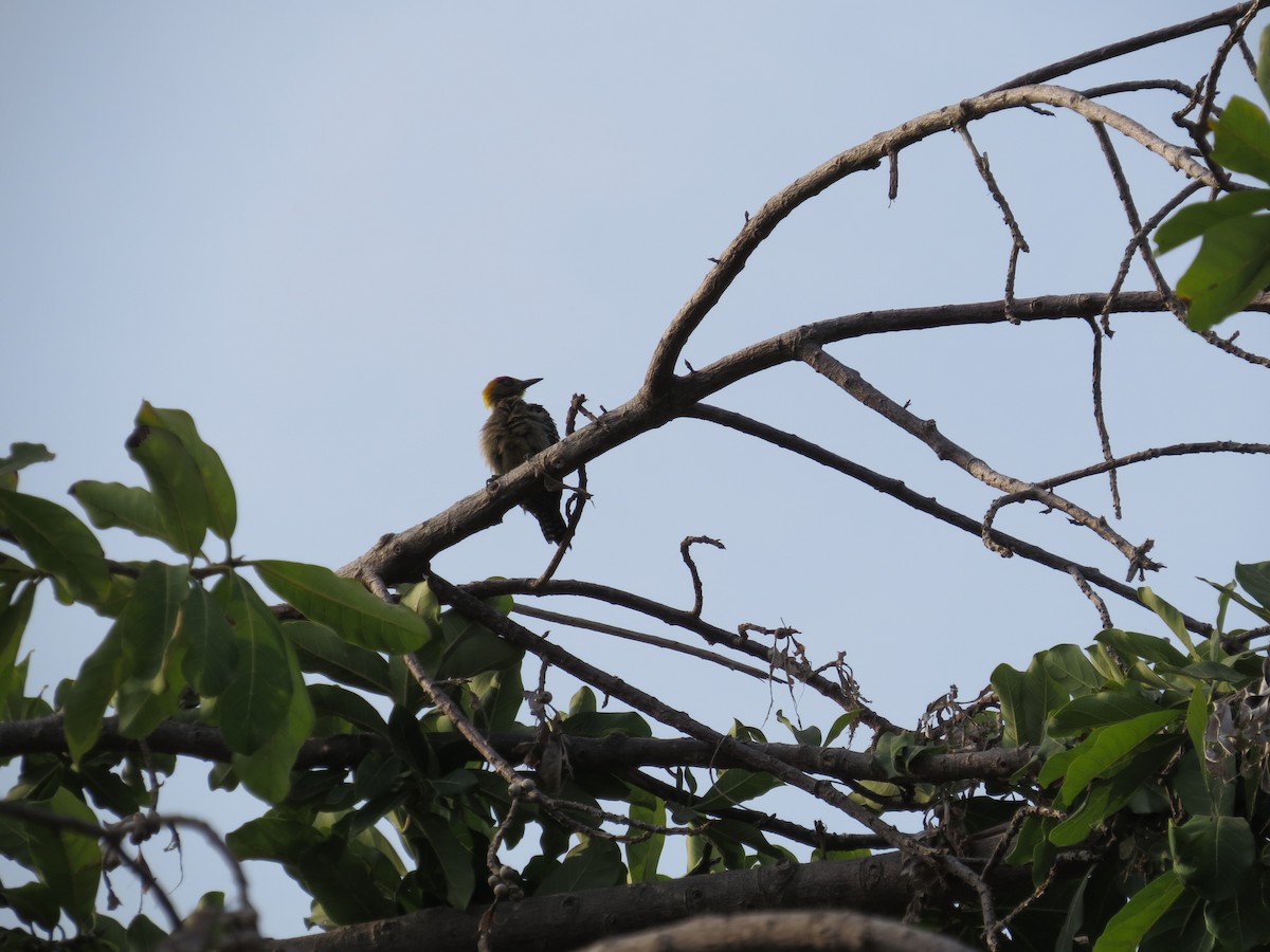 Golden-cheeked Woodpecker - ML620082517