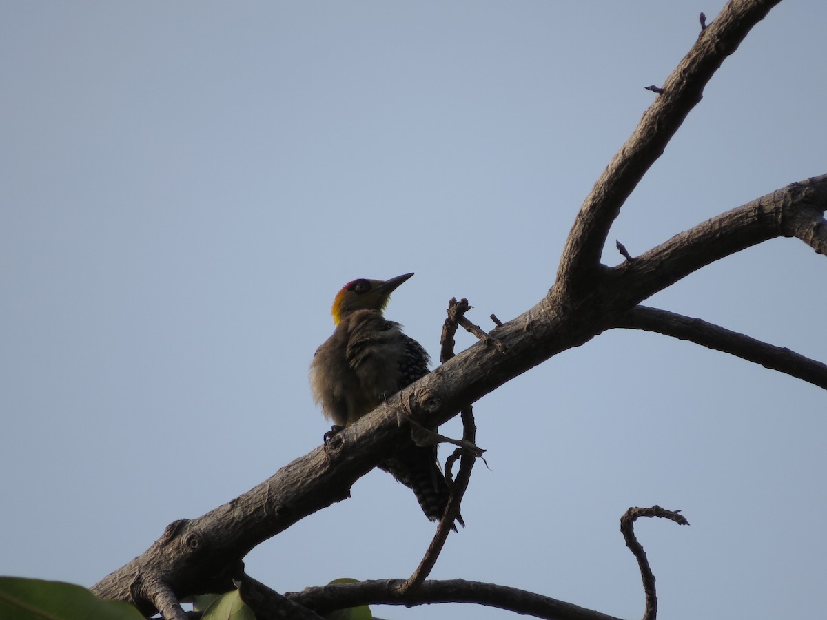 Golden-cheeked Woodpecker - ML620082518