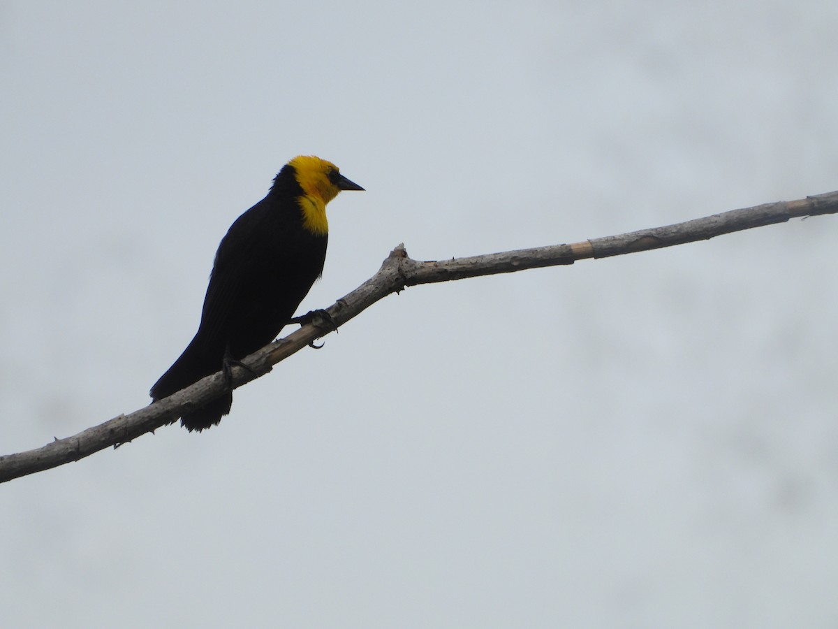 Yellow-hooded Blackbird - ML620082532