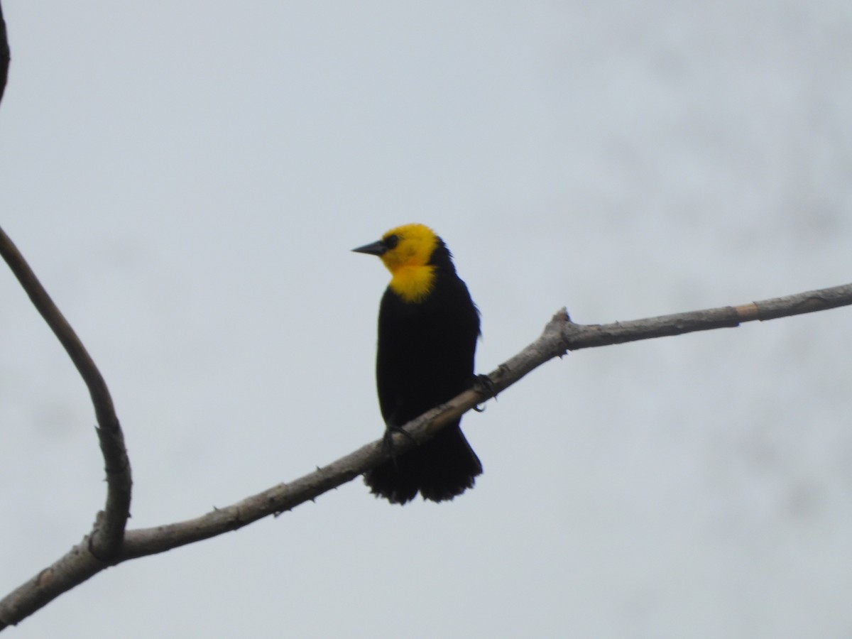 Yellow-hooded Blackbird - ML620082533