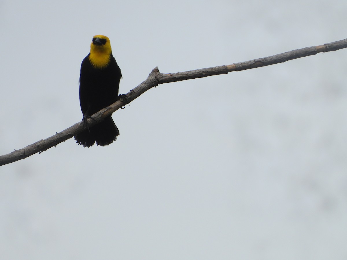Yellow-hooded Blackbird - ML620082534