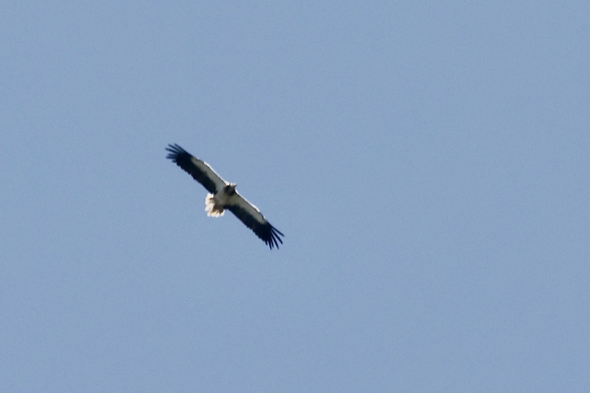 Egyptian Vulture - ML620082536